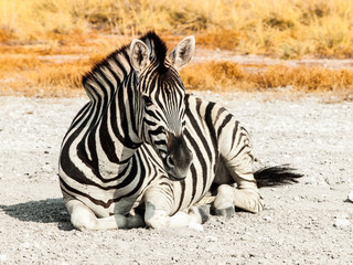 Obraz na płótnie Canvas Zebra lying on a dusty ground in the middle of savanna, Etosha National Park, Namibia, Africa.