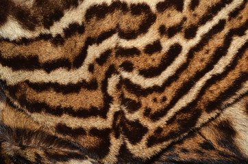 feline fur background