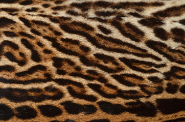 Naklejka premium leopard fur background