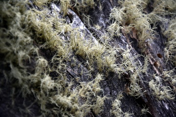 Yellow moss on tree bark. Light green Moss on tree trunks. Bark and moss, tree abstract texture.