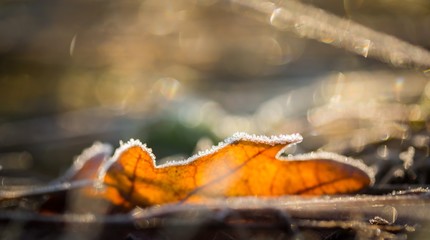 Fallen leaf macro.