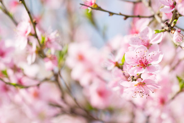 Pink cherry flower bud spring blossom background