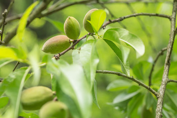 Unripe almonds on tree
