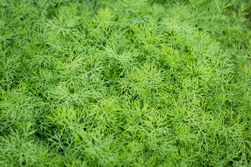 bunch of dill for background use