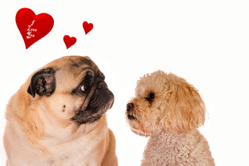 Pug dog in love with a poodle with valentine hearts. Velentine dog.