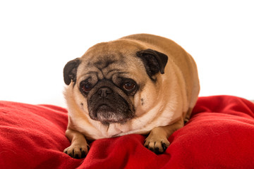 Pug dog sitting on red pillow isolated in front of white background