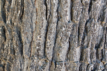 Tree bark