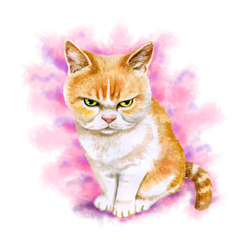 Watercolor portrait of scottish fold angry cat isolated on pink background. Hand drawn detailed sweet home pet. Bright colors, realistic look. Greeting card design. Clip art. Add your text