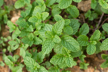 Fototapeta na wymiar Mint leaves background.Mint leaf green plants with aromatic prop