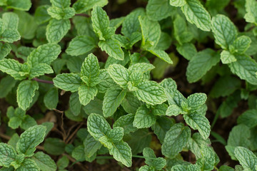 Mint leaves background.Mint leaf green plants with aromatic prop
