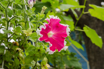 beautiful petunia flowers