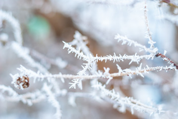 Winter background of snow and branches