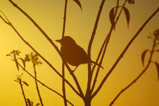 a Bird on a branch at dawn