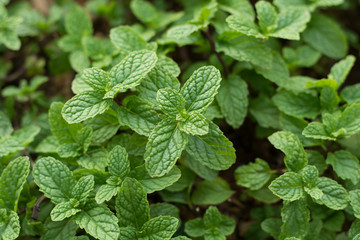 Mint leaves background.Mint leaf green plants with aromatic prop