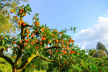Fototapeta na wymiar Tangerine tree in a botanical garden. Batumi, Georgia.