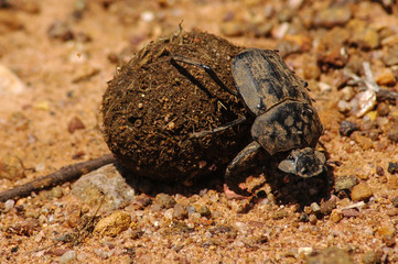 Dung beetle rolling ball of dung