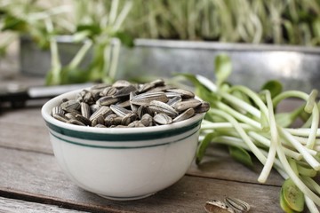 Sunflower plant with scissors