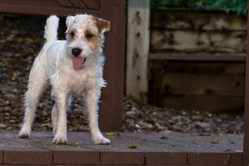 Jack Russell Terrier dog in park and walking on trails trails