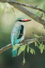 Bushveld Kingfisher sitting in a tree