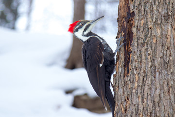 Woodpecker in the snow in Montreal, Quebec