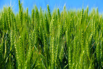 green wheat field