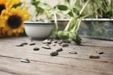 Sunflower seed and plant