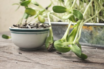 Sunflower seed and plant