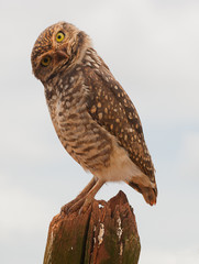 Owl