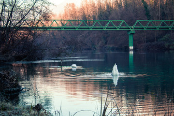 Two Swans fishing in a river in Italy