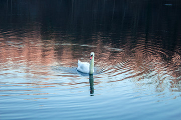 Lonely Swan Swimming