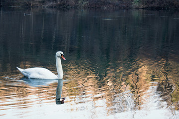 Lonely Swan Swimming during Winter