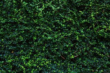 Fototapeta na wymiar green leaves wall background.