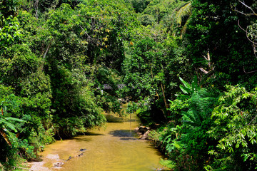 Fototapeta na wymiar Nature, Annah Rais, Sarawak, Malaysia