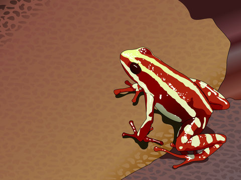 Red frog Epipedobates anthonyi (Dendrobatidae) - Vector image