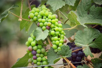 Grapes in vineyard