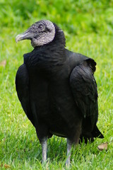 Turkey Vulture