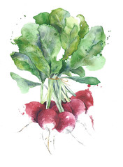 Radishes vegetables watercolor painting illustration isolated on white background - 133154002