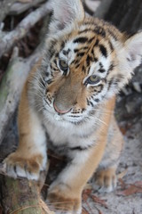 baby tiger