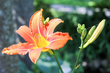 Sunlit Lily