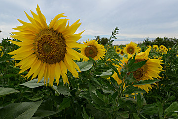Obraz premium Sunflower Field in Provence