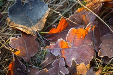 Fallen leaf macro.