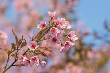  Close Up -Wild Himalayan Cherry - Prunus Cerasoides - Flowers blossom queen tiger ready to welcome you in this beautiful winter without losing a drop of Japanese cherry blossoms, certainly Thailand  