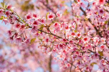  Close Up -Wild Himalayan Cherry - Prunus Cerasoides - Flowers blossom queen tiger ready to welcome you in this beautiful winter without losing a drop of Japanese cherry blossoms, certainly Thailand  