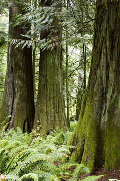 Fototapeta MacMillan Provincial Park Cathedral Grove Vancouver Island