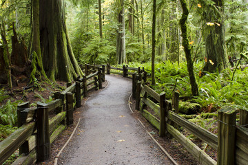 Fototapeta premium MacMillan Provincial Park Cathedral Grove Wyspa Vancouver