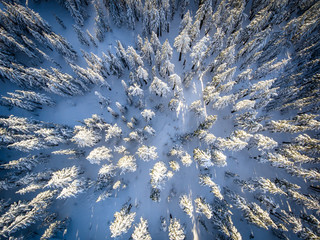 Snowy Tree Tops from Above | Crater Lake National Park, Oregon