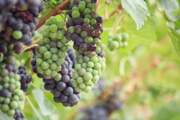 Grapes in vineyard