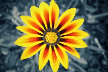 Yellow flower