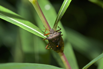 Red legged Shieldbug, known also as Forest Bug, Pentatoma ruffles on branch with green leaves from above