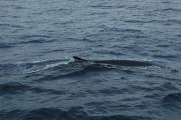 Naklejka premium Baleias